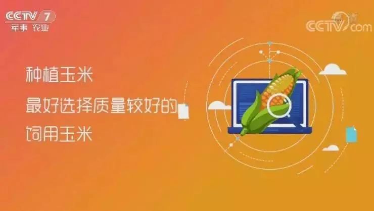 致富种植创业项目_致富种植专业合作社_cctv7种植致富经