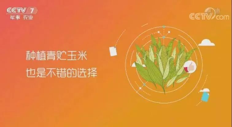 致富种植专业合作社_致富种植创业项目_cctv7种植致富经