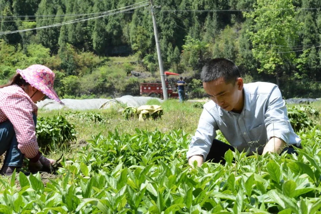 致富种植生态行业现状_生态种植致富行业_种植业致富项目前景好