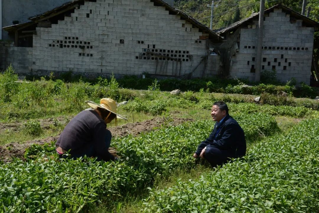 种植业致富项目前景好_致富种植生态行业现状_生态种植致富行业