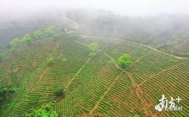 种植业致富项目前景好_生态种植致富行业_致富种植生态行业怎么样