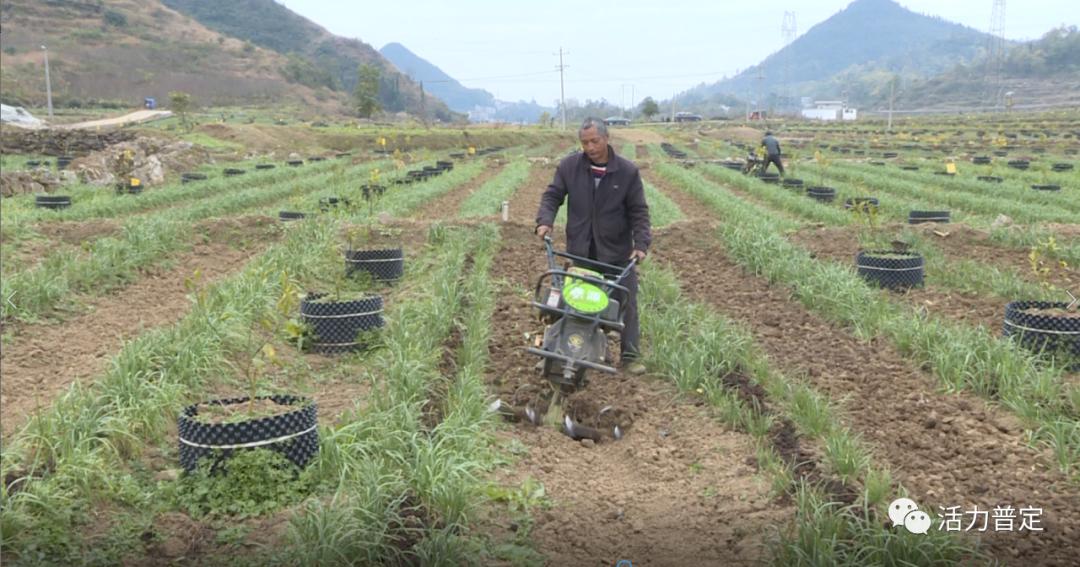 韭菜黄的种植技术_韭黄菜怎么种_韭菜黄栽培技术