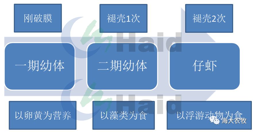 对虾养殖的技术_对虾养殖技术问答大全_对虾养殖流程