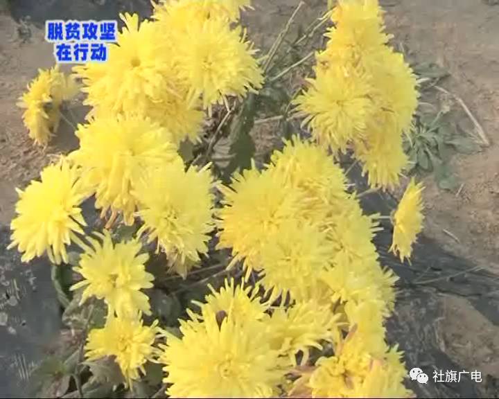 兴隆：发展菊花种植产业富了农民美了环境