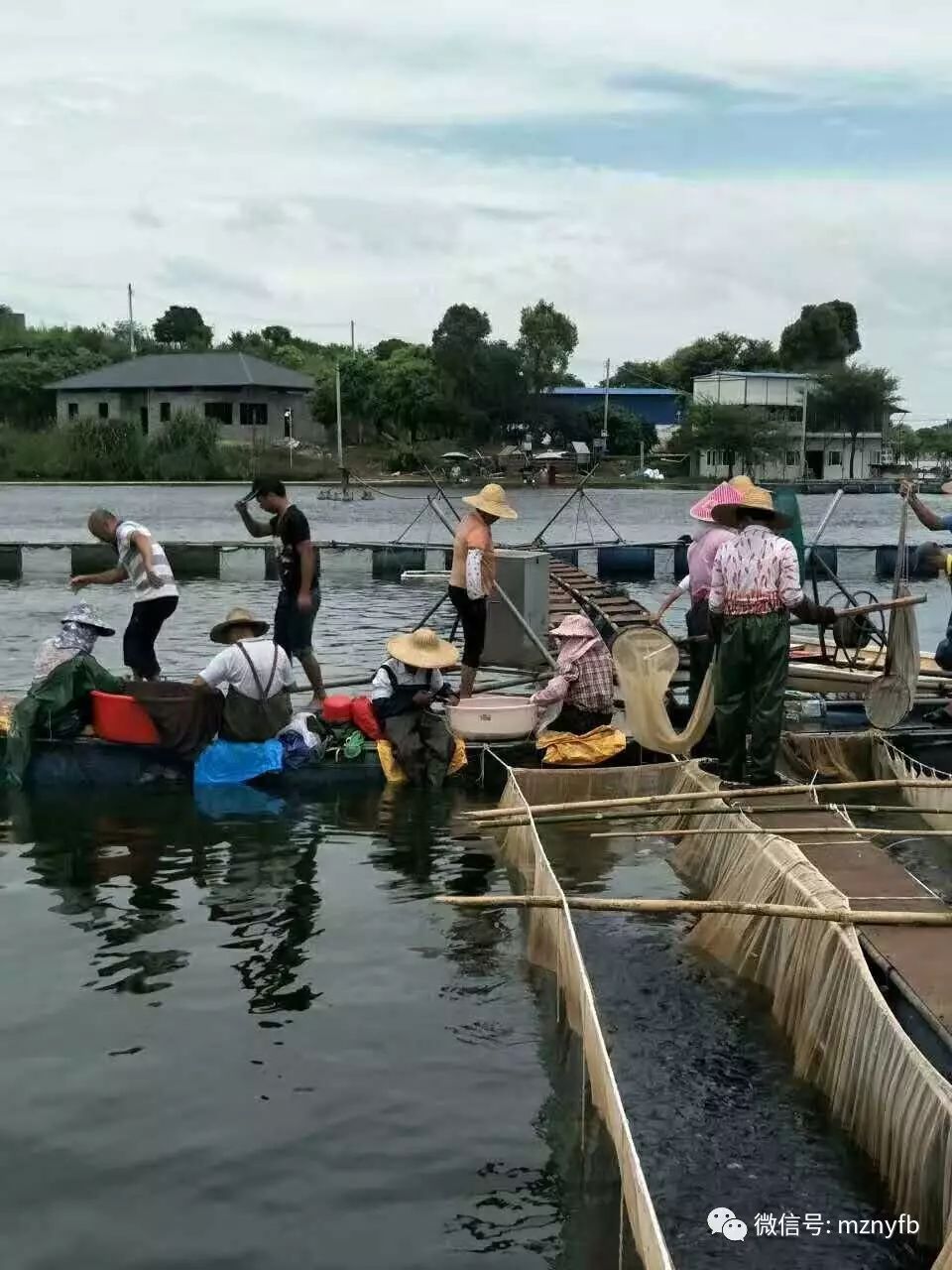 致富养殖草鱼怎么样_致富养殖草鱼_草鱼养殖至富人