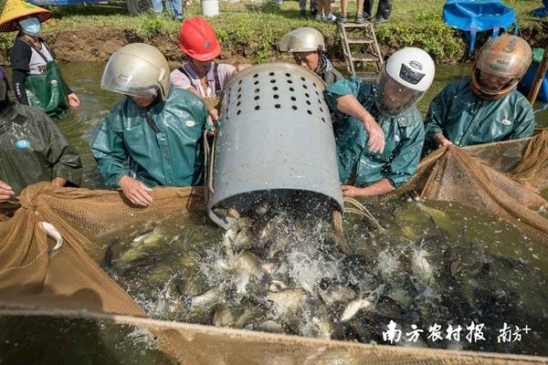 泥丁养殖技术需要什么土_泥丁养殖技术规范_养殖泥虫技术