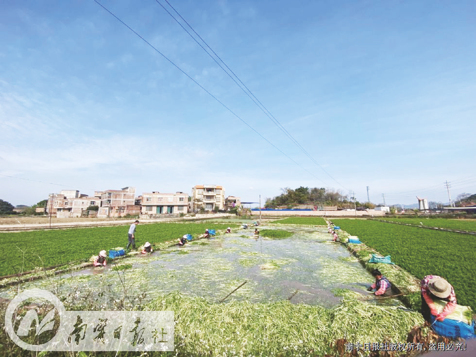 华北致富种植项目怎么样_华北种植致富项目_华北致富种植项目招聘