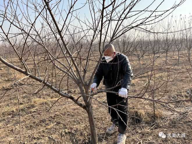 大城县沈房子村：种植景观树 绿化又致富