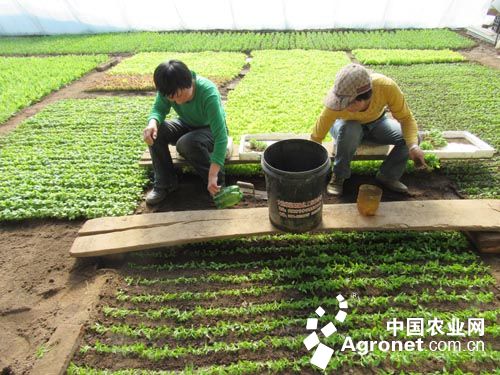 芥菜的各种病图片：奉贤本地西瓜逐渐成熟上市