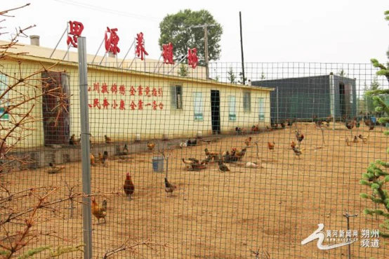 致富养殖鸡芦花好吗_致富经芦花鸡养殖_养芦花鸡挣钱吗