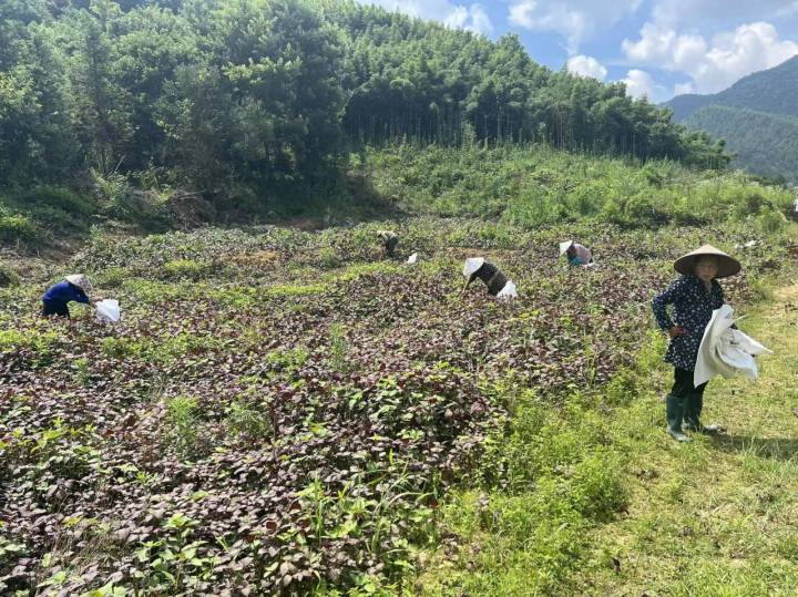 药材飘香 产业兴旺 开化桐村中药材种植成为村民致富金“药”匙