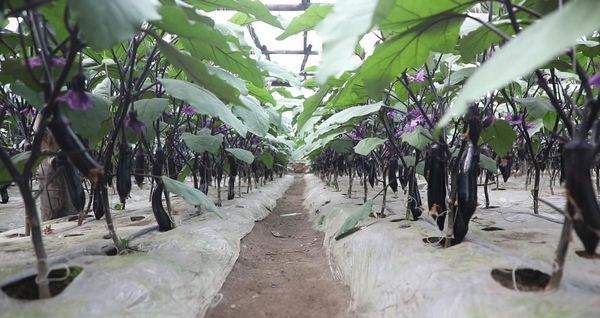 农民种植野菜致富_致富野菜种植农民收入多少_致富经野菜种植