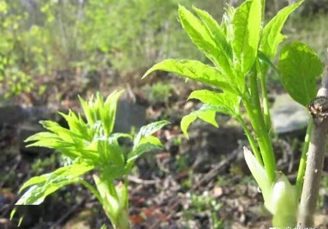 农民种植野菜致富_致富野菜种植农民收入多少_致富经野菜种植