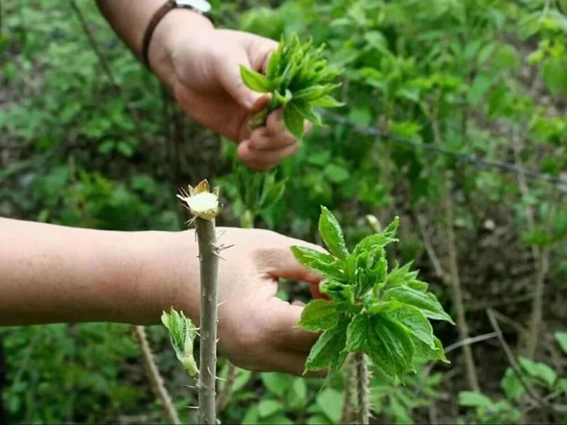 致富野菜种植农民收入多少_农民种植野菜致富_致富经野菜种植