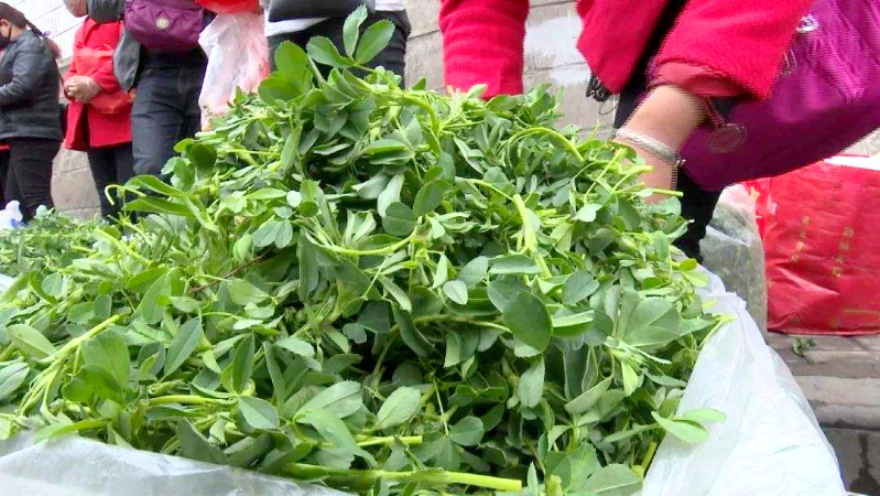 农民种植野菜致富_致富经野菜种植_致富野菜种植农民收入多少