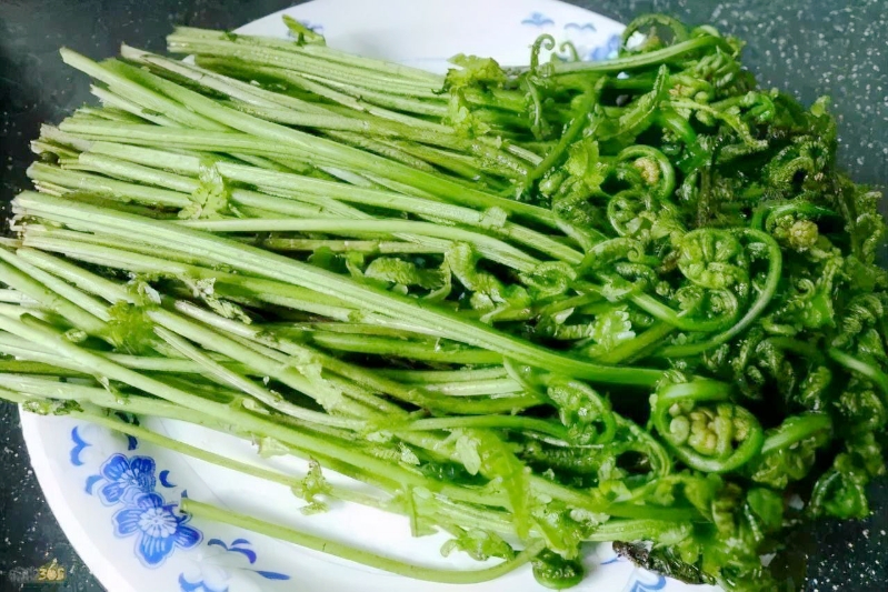 致富经野菜种植_农民种植野菜致富_致富野菜种植农民收入多少