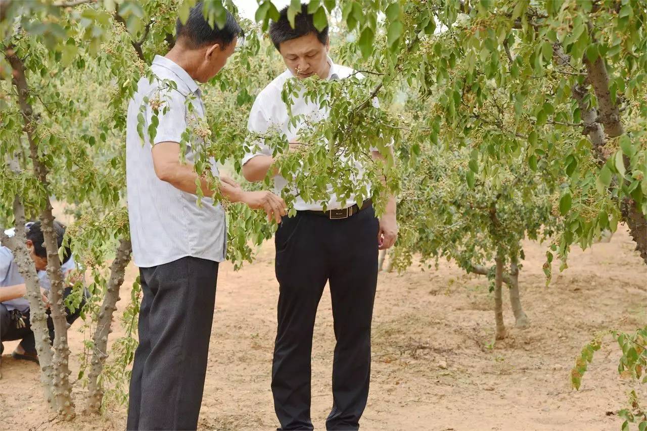 中药材致富经_药材种植的致富带头人_种植中药材群众致富路径