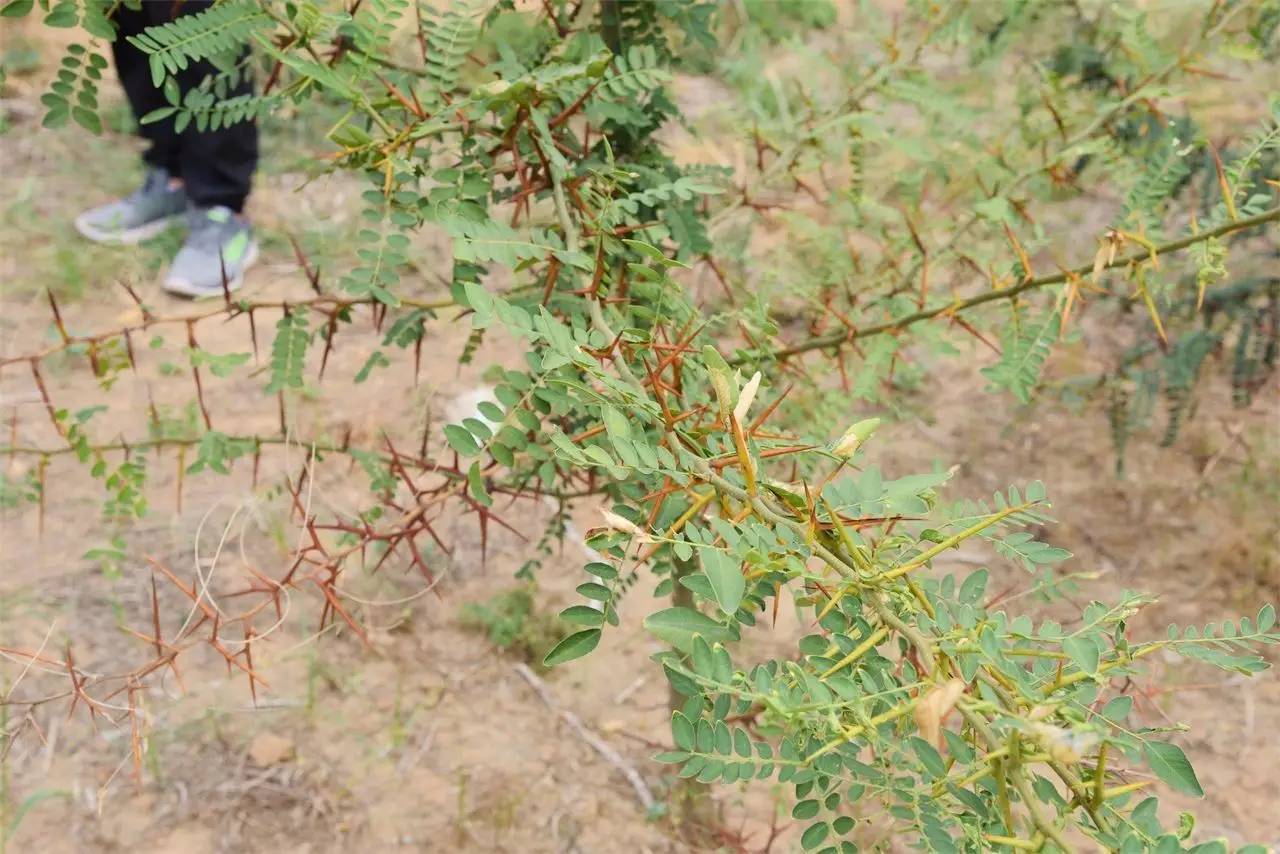 中药材致富经_种植中药材群众致富路径_药材种植的致富带头人