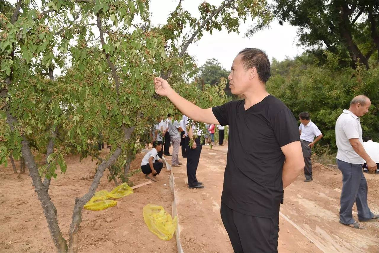 药材种植的致富带头人_中药材致富经_种植中药材群众致富路径