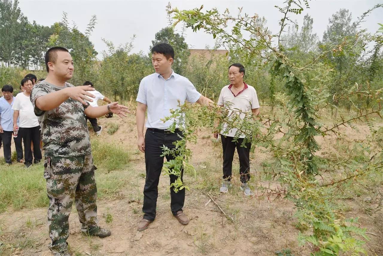 药材种植的致富带头人_中药材致富经_种植中药材群众致富路径