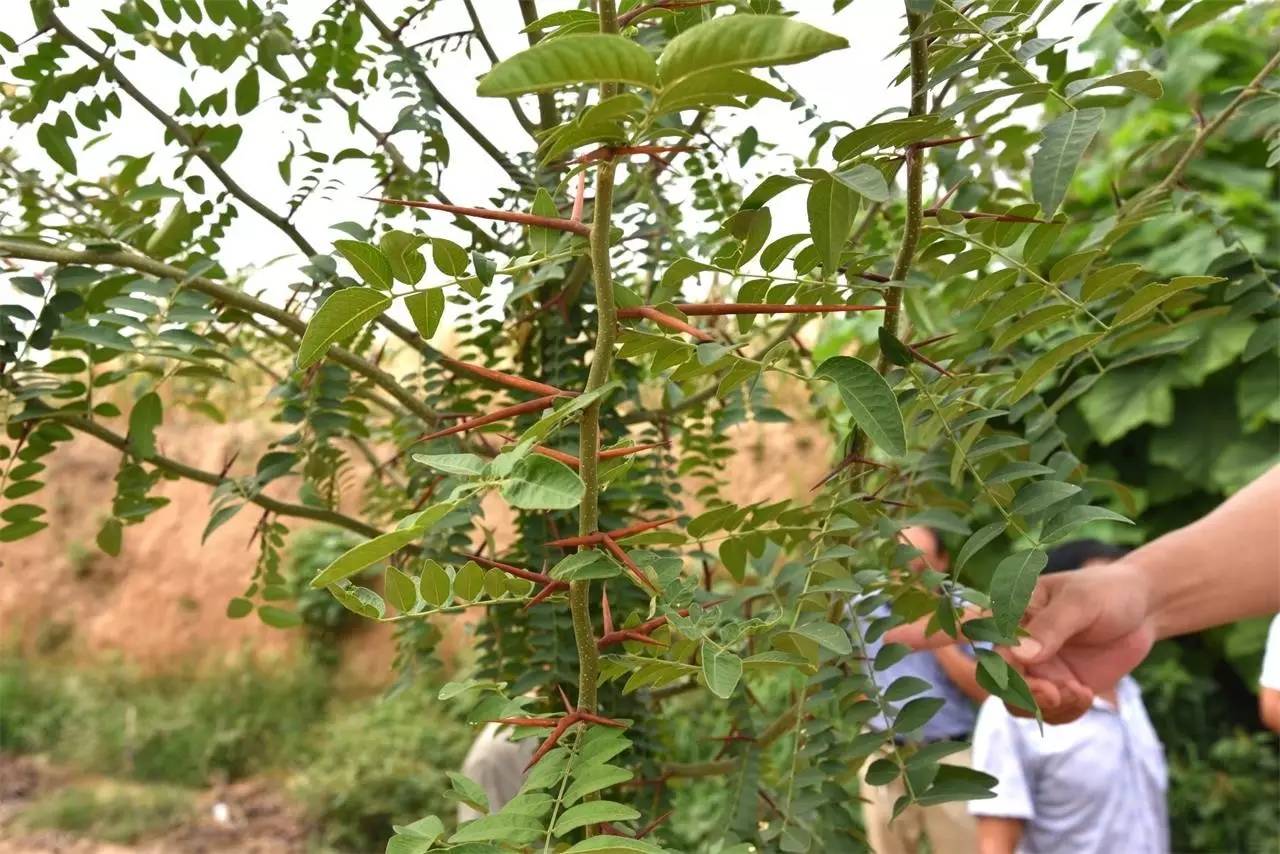 中药材致富经_药材种植的致富带头人_种植中药材群众致富路径