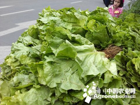 慈菇种子