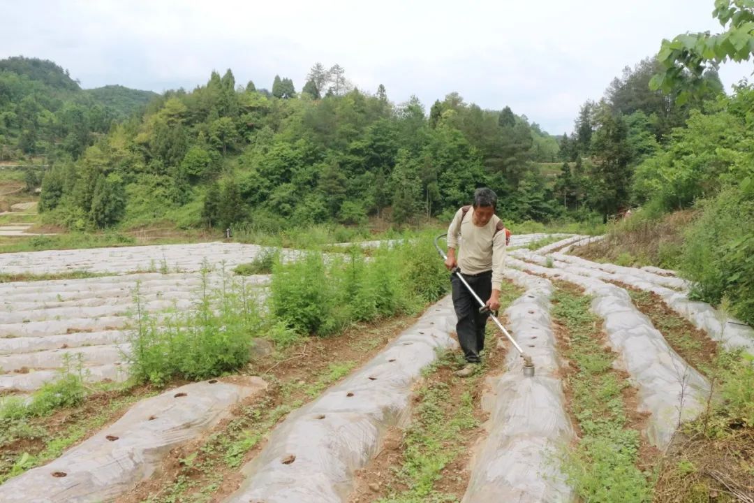 南宁种植辣椒致富_广西辣椒种植_南宁辣椒多少钱一斤