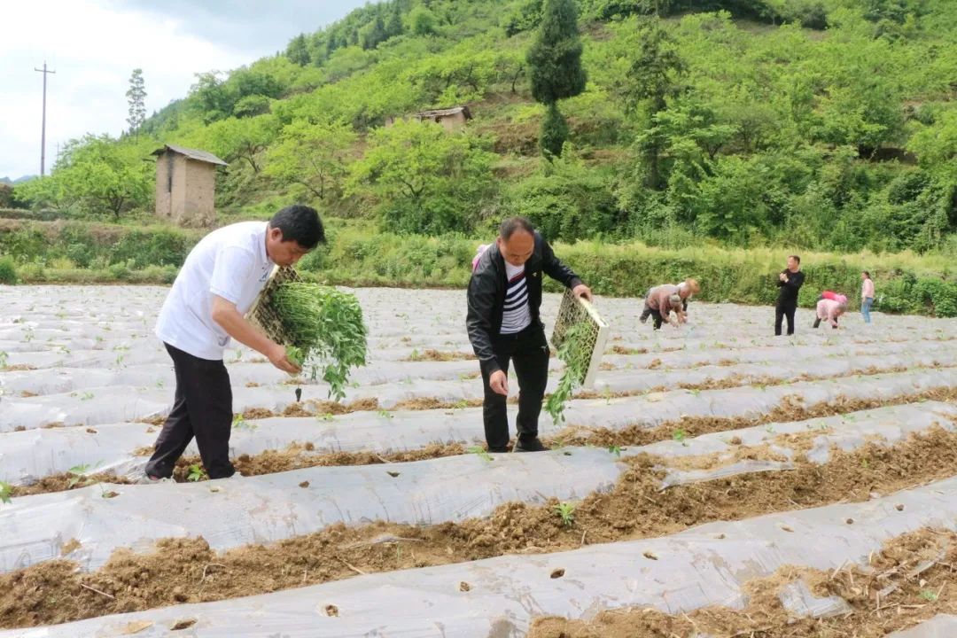 南宁辣椒多少钱一斤_南宁种植辣椒致富_广西辣椒种植