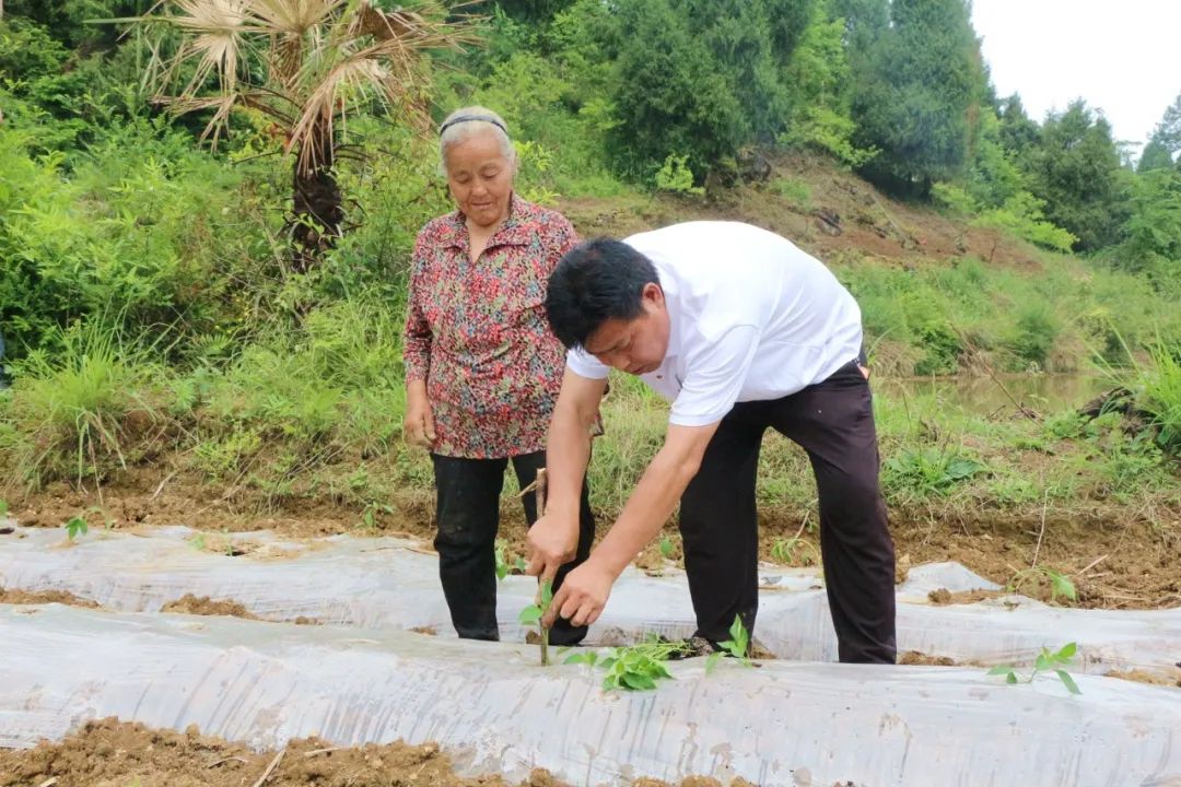 广西辣椒种植_南宁种植辣椒致富_南宁辣椒多少钱一斤