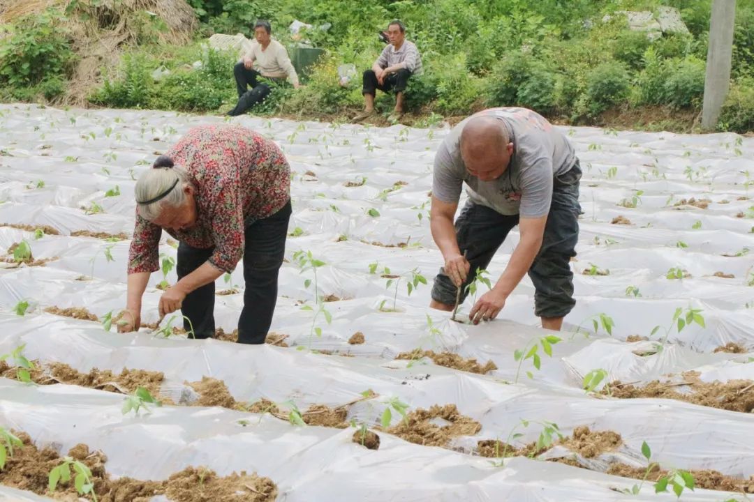 南宁种植辣椒致富_广西辣椒种植_南宁辣椒多少钱一斤