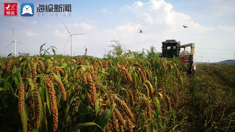 羊粪种植致富之路_致富养羊_致富经养殖羊视频