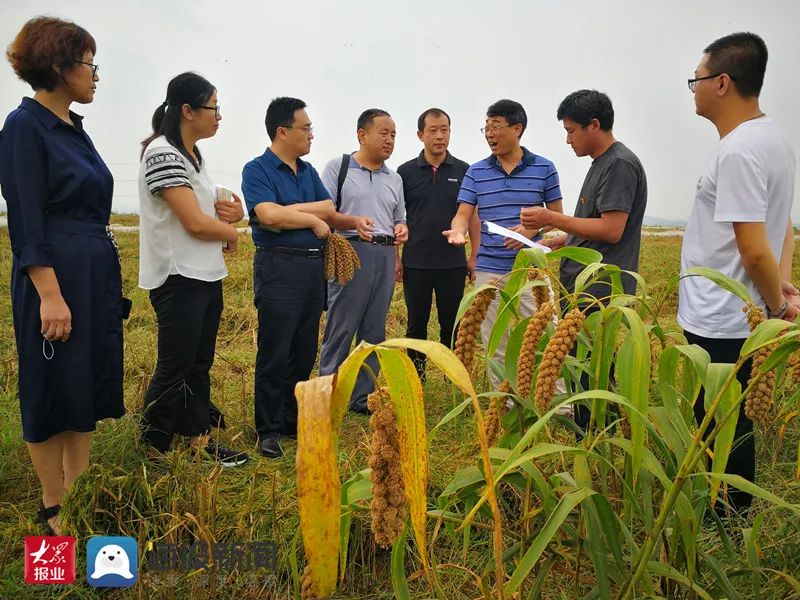 羊粪种植致富之路_致富经养殖羊视频_致富养羊