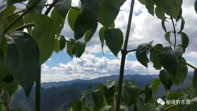 【头条】钩藤“勾”出幸福来——剑河县发展钩藤产业打造 “金山银山”