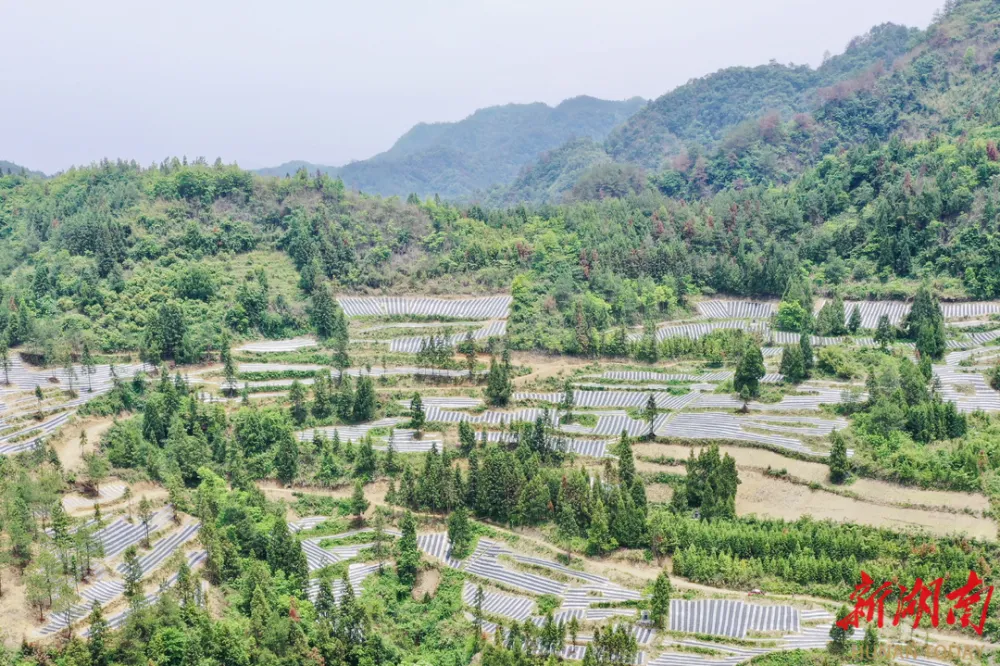 茶农致富_致富茶叶种植模式有哪些_茶叶种植致富模式