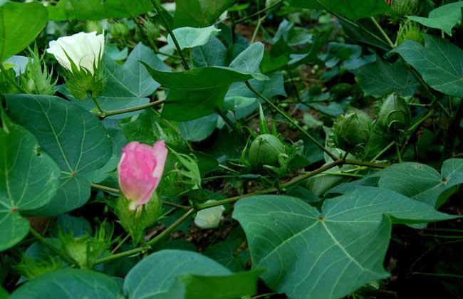 高产棉花品种