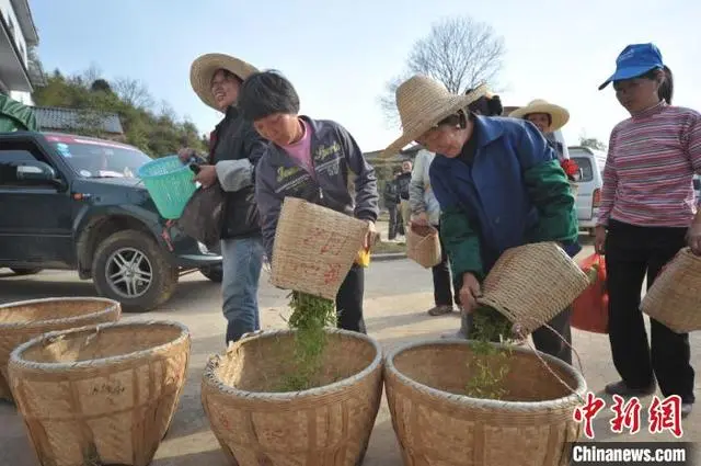 “企业+农户” 江西资溪白茶走出增收致富新路