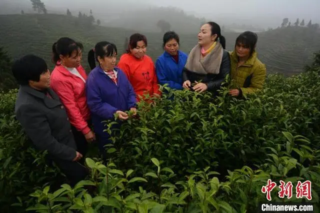 茶农致富_茶叶种植致富模式_靠茶叶致富