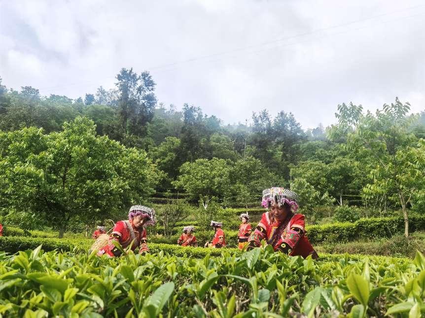 “滇红”茶故乡凤庆：打造茶产业上中下游全产业链