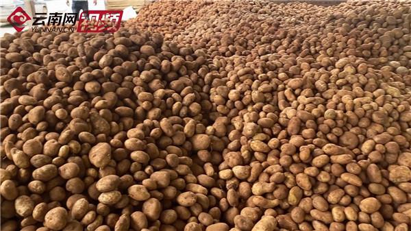 种植土豆效益怎么样_致富经种植土豆种植_种植致富土豆图片