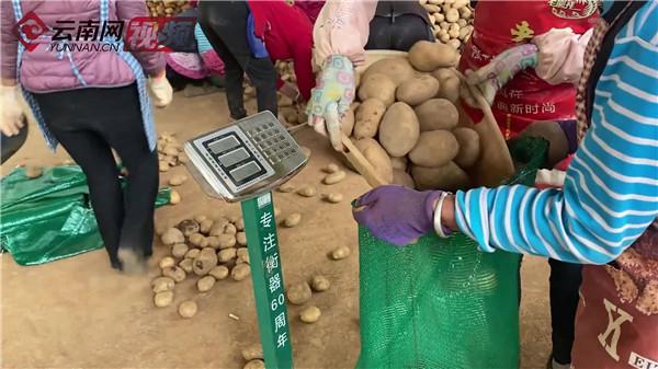 种植致富土豆图片_致富经种植土豆种植_种植土豆效益怎么样