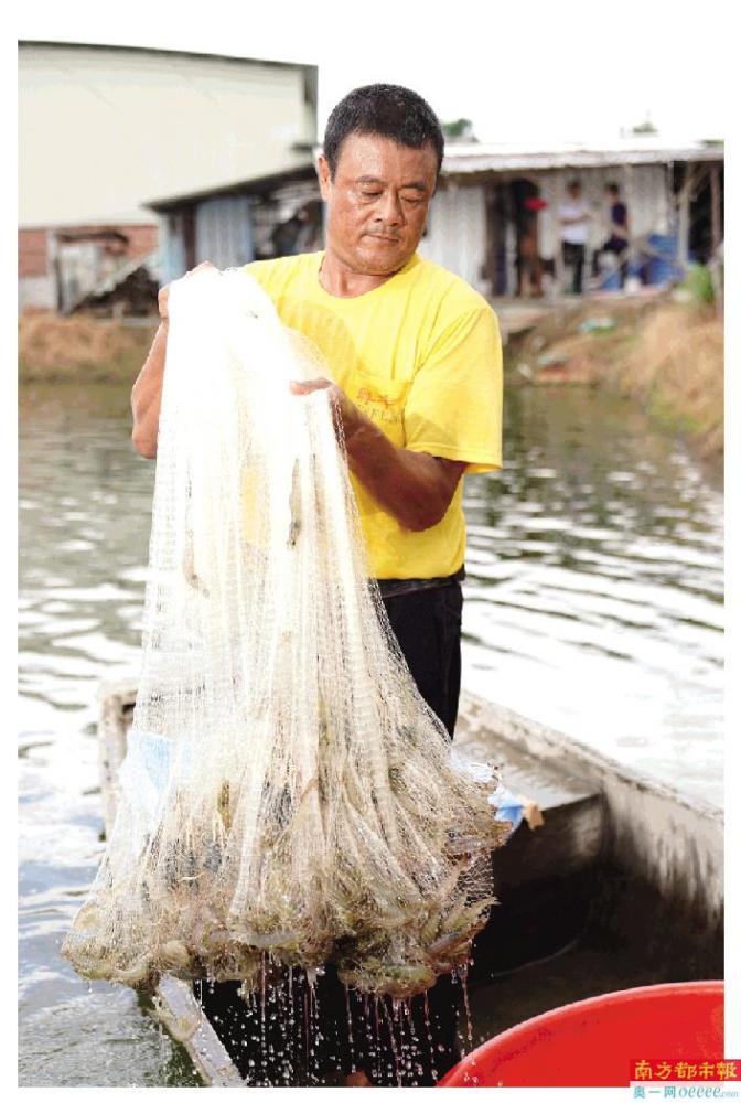 致富经白对虾养殖视频_养殖白对虾前景如何_白对虾养殖成本多少