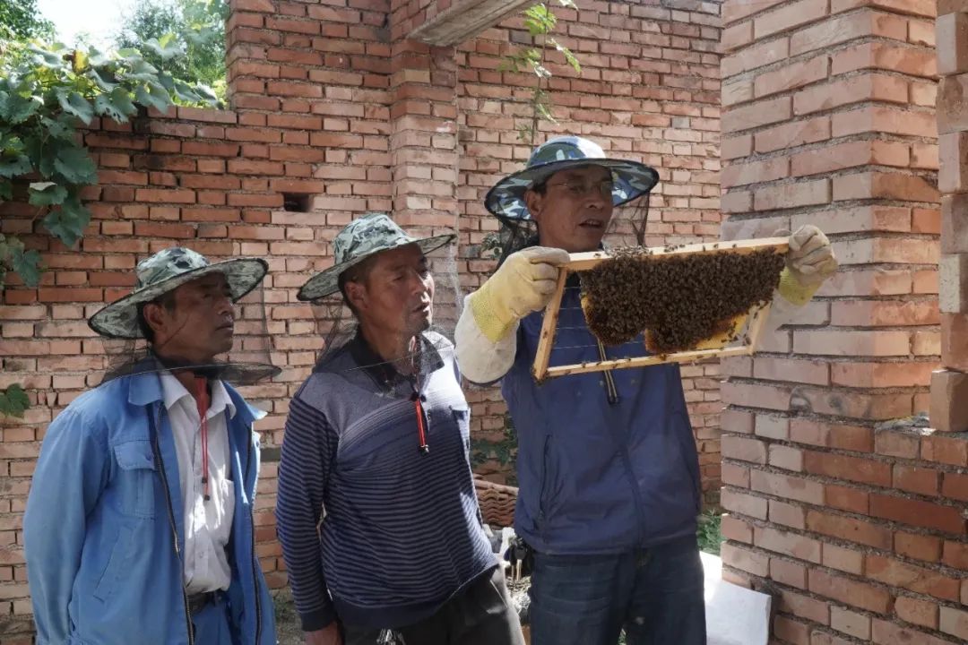 木桶养蜂无伤取蜜_中蜂土法木桶养殖技术_木桶养蜂怎么找蜂王