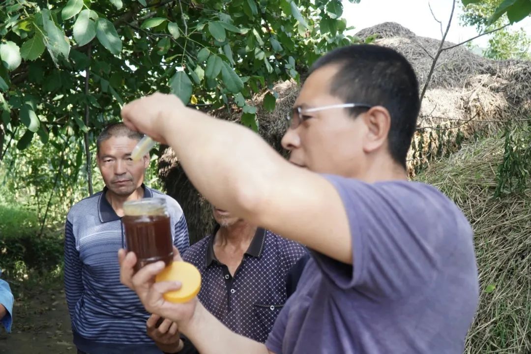 木桶养蜂怎么找蜂王_木桶养蜂无伤取蜜_中蜂土法木桶养殖技术