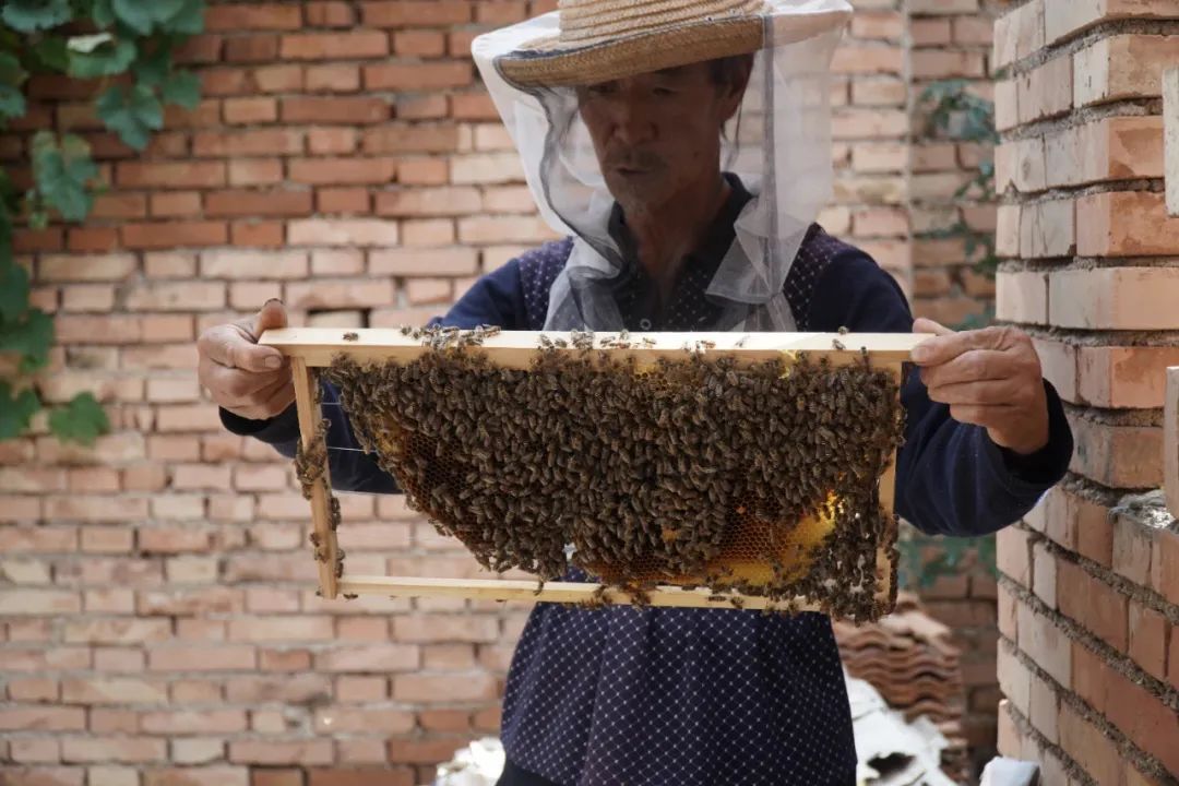 中蜂土法木桶养殖技术_木桶养蜂无伤取蜜_木桶养蜂怎么找蜂王