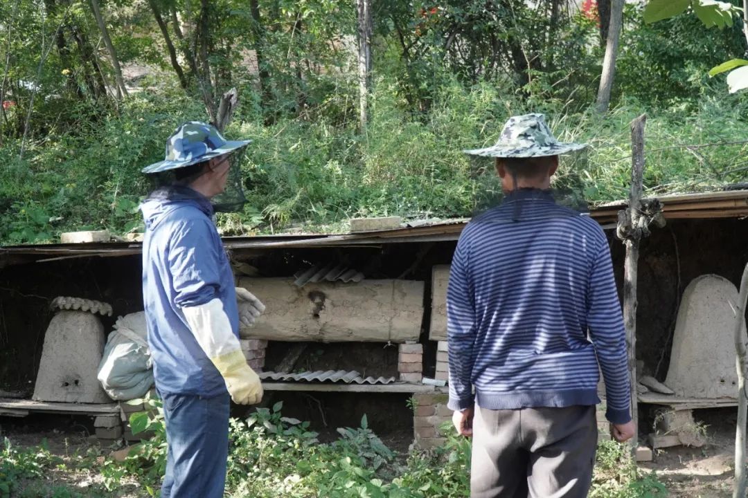 中蜂土法木桶养殖技术_木桶养蜂无伤取蜜_木桶养蜂怎么找蜂王