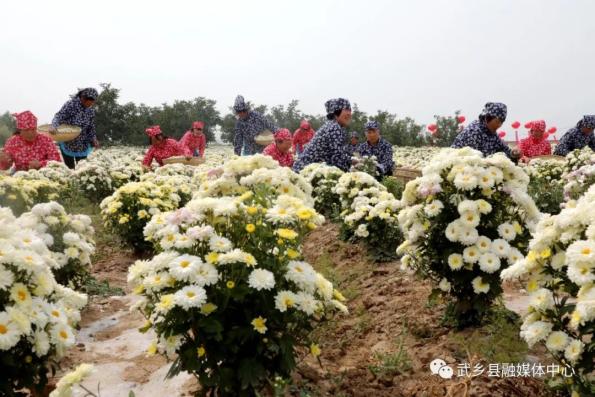 致富经养殖羊视频_羊粪种植致富之路_致富经养羊