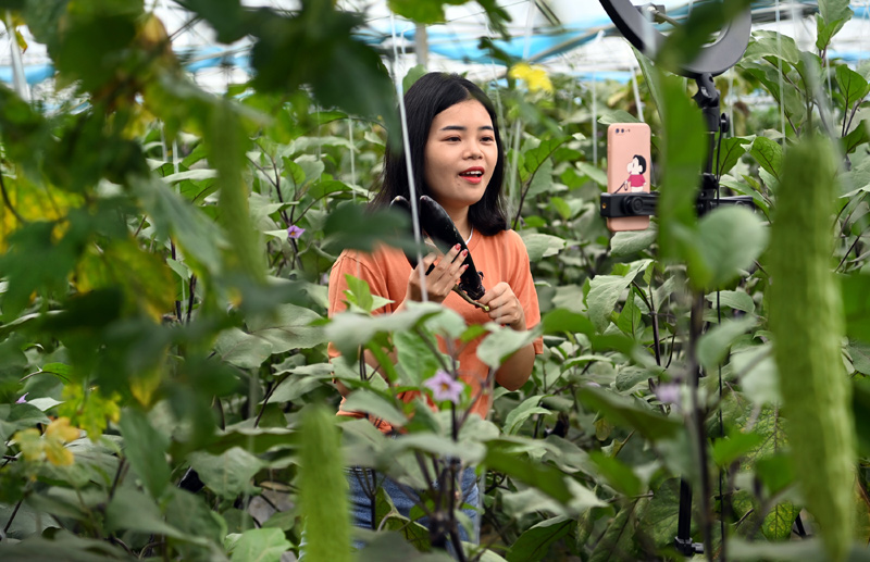 致富经生姜种植技术视频_生姜种植致富经_农村种植生姜致富