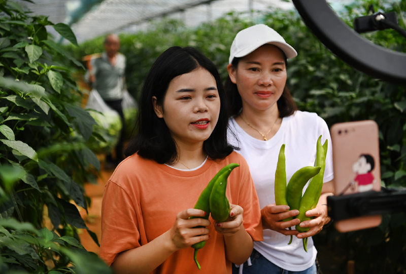 农村种植生姜致富_生姜种植致富经_致富经生姜种植技术视频