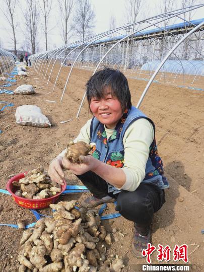 潞城区立足本地资源优势、生态优势，着眼全产业链培育，支持建设规模化、标准化、专业化绿色生产基地，大力发展特色产业种植。　王瑞军 摄