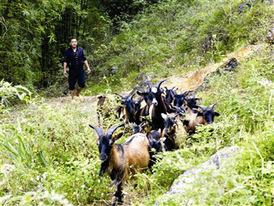 大化：发展七百弄山羊养殖业 促进群众增收致富